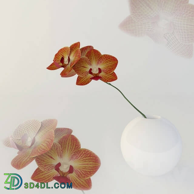 Plant - Orchid in vase