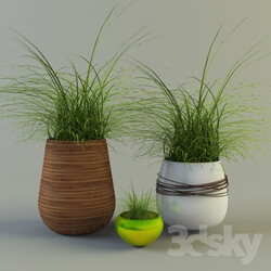 Vase - Flowerpots with grass 