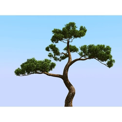 3dMentor HQPlants-02 (074) japan pine 