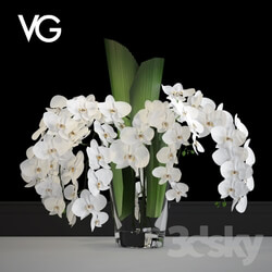 Plant - Decorative arrangement of orchids VG 
