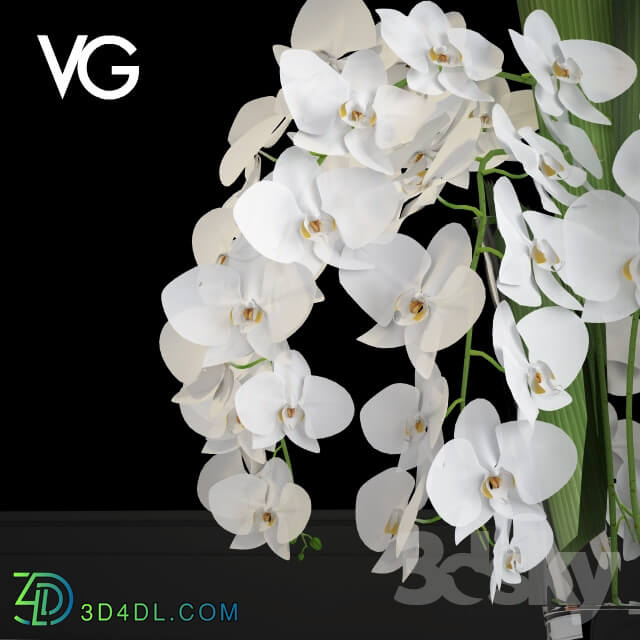Plant - Decorative arrangement of orchids VG
