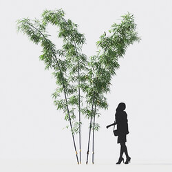 Maxtree-Plants Vol18 Bambusa lako 01 02 05 