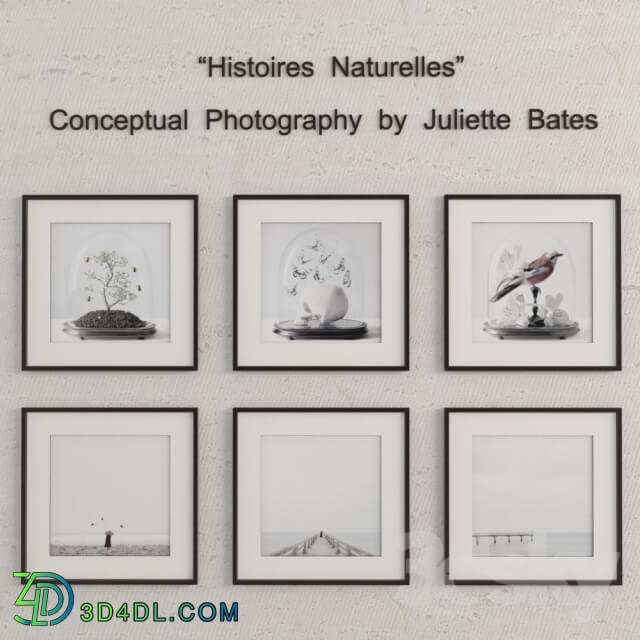 Frame - Histoires Naturelles