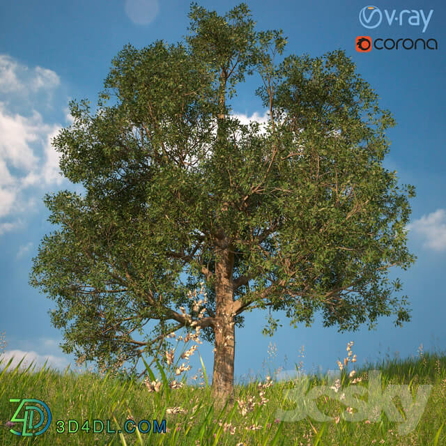 Plant - 3D model of a tree No. 1