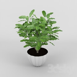 Plant - Coffee Tree 