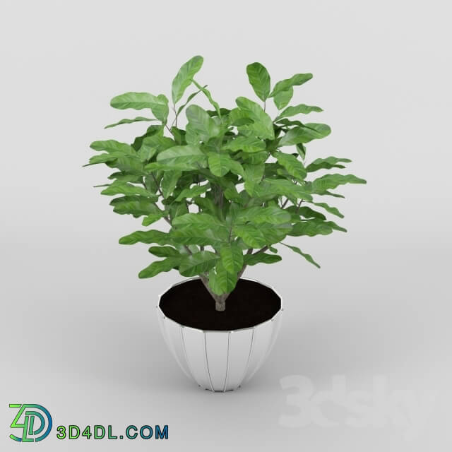 Plant - Coffee Tree