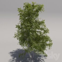 Plant - Big tree 