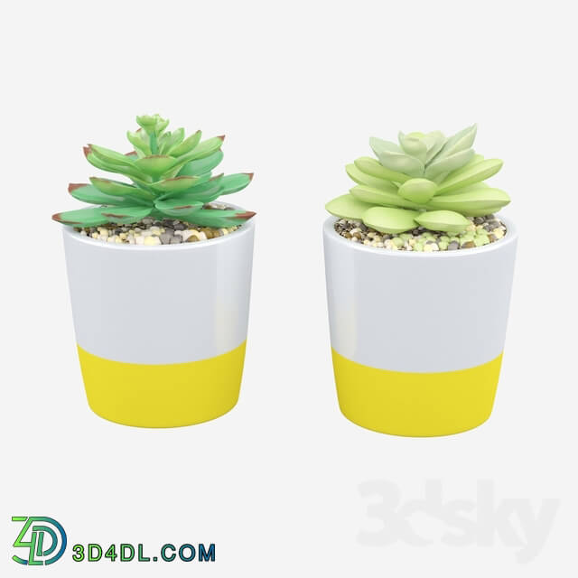 Indoor - 2 Piece Succulent Plant in Pot