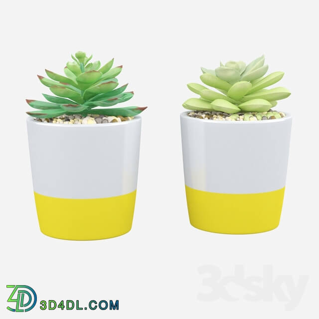 Indoor - 2 Piece Succulent Plant in Pot