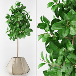 Plant - Ficus Elastica 