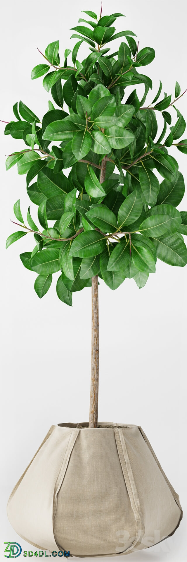 Plant - Ficus Elastica