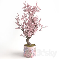 Plant - pink cherry tree in pink tub with a bas-relief 