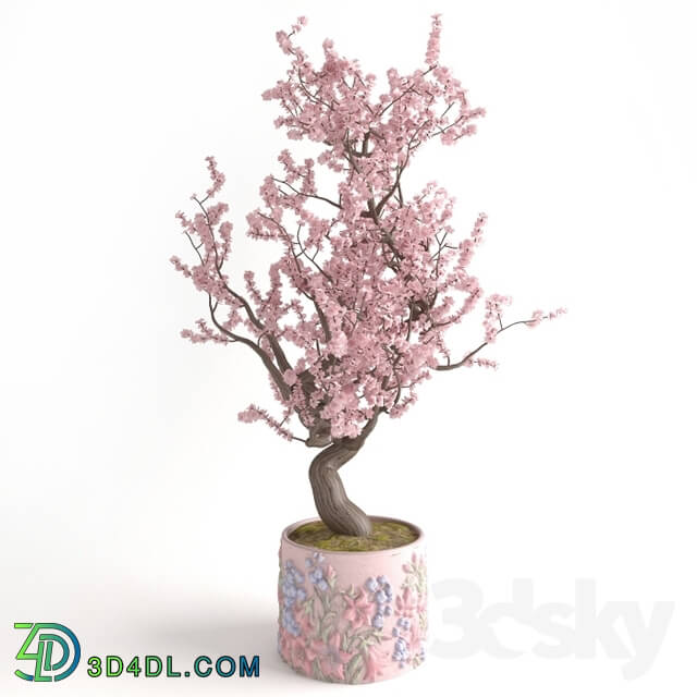 Plant - pink cherry tree in pink tub with a bas-relief