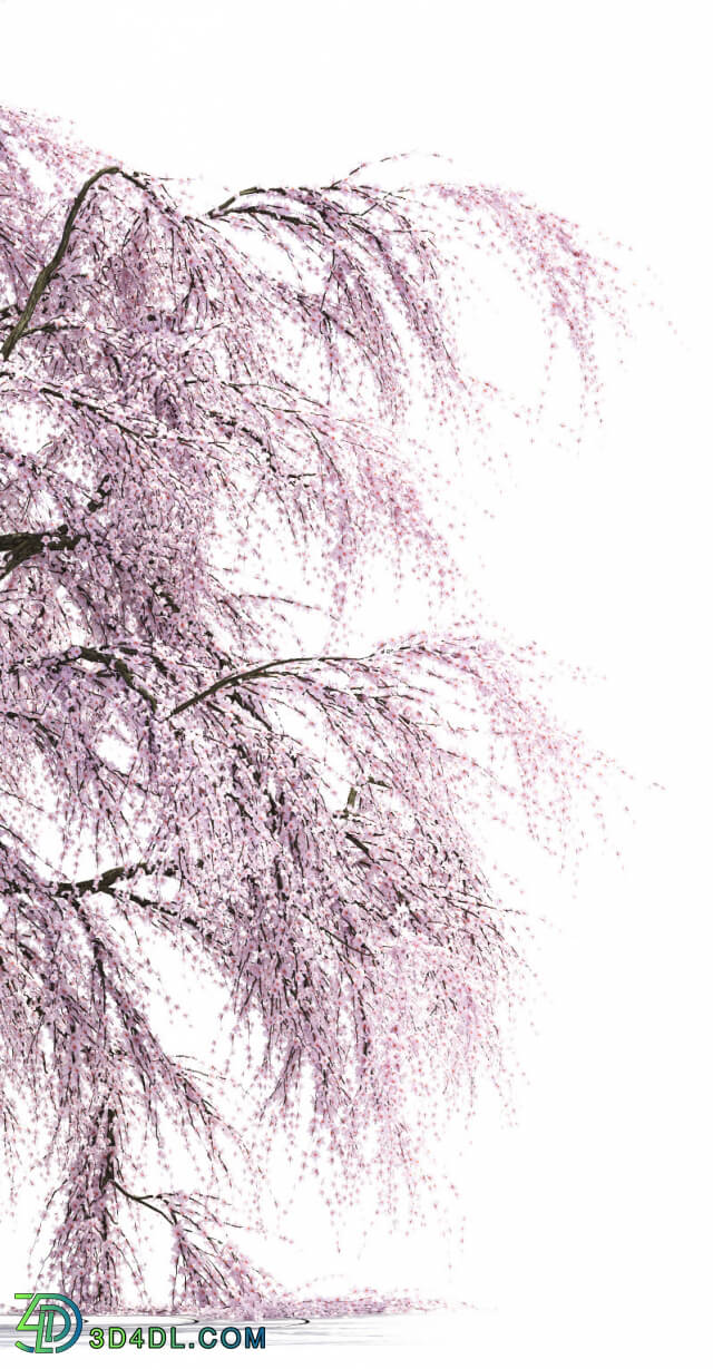 Plant - Sakura Tree