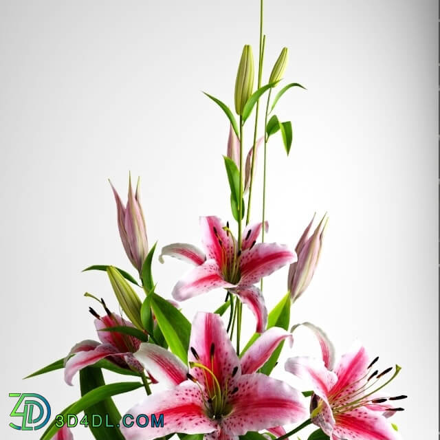 Plant - Lily bouquet