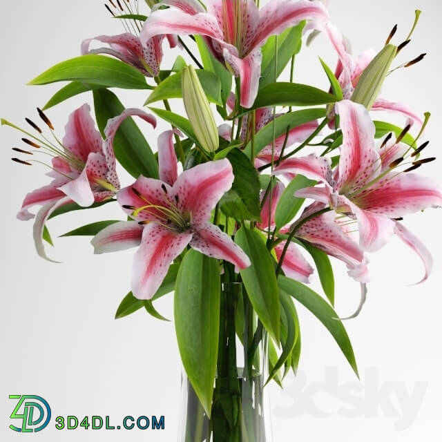 Plant - Lily bouquet