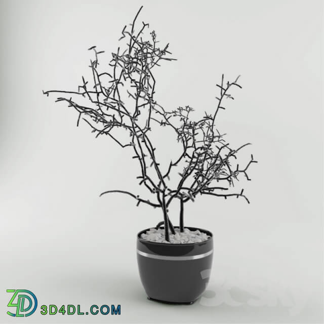 Plant - Ornamental shrub