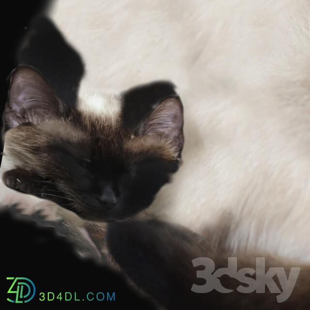 Natural materials - Texture-scan of a Siamese _ Thai cat