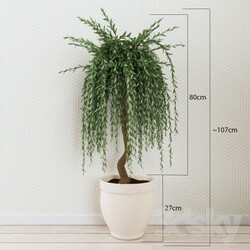 Plant - Houseplant 012 