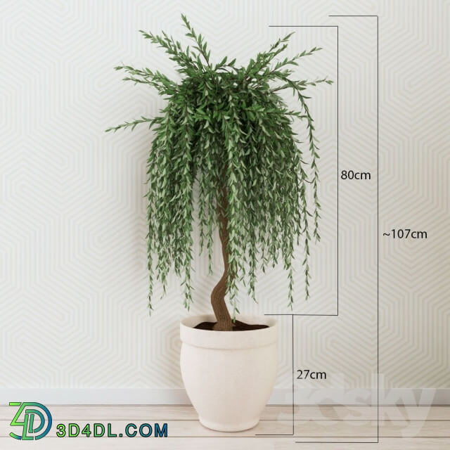 Plant - Houseplant 012