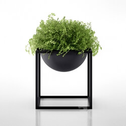 Plant - Kubus Black Bowl with clover by Lassen 