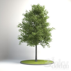 Plant - Common Trees- Beech 