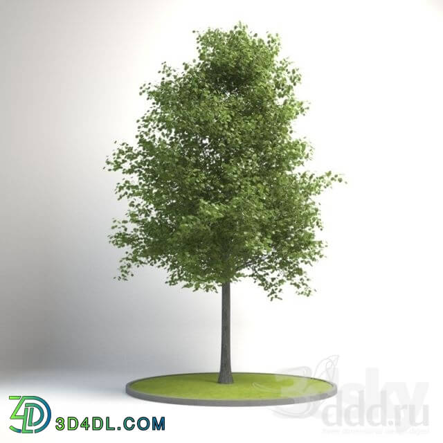 Plant - Common Trees- Beech