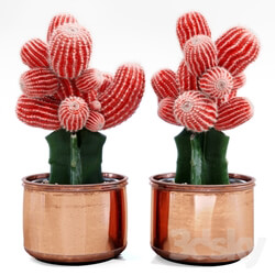 Plant - Red Cactus 