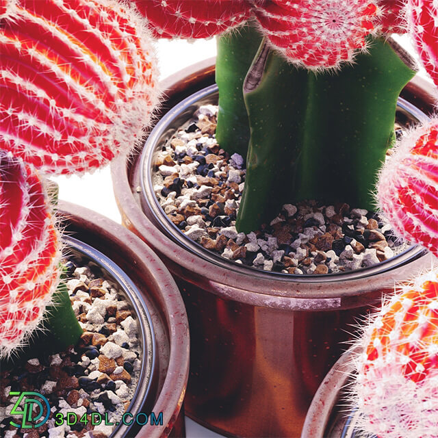 Plant - Red Cactus