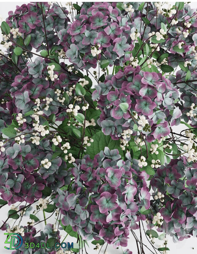 Plant - Hydrangea
