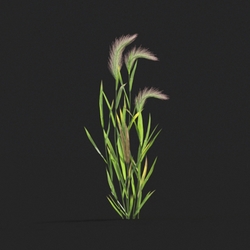 Maxtree-Plants Vol20 Hordeum jubatum 01 05 
