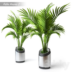 Plant - Palm Howea 2 