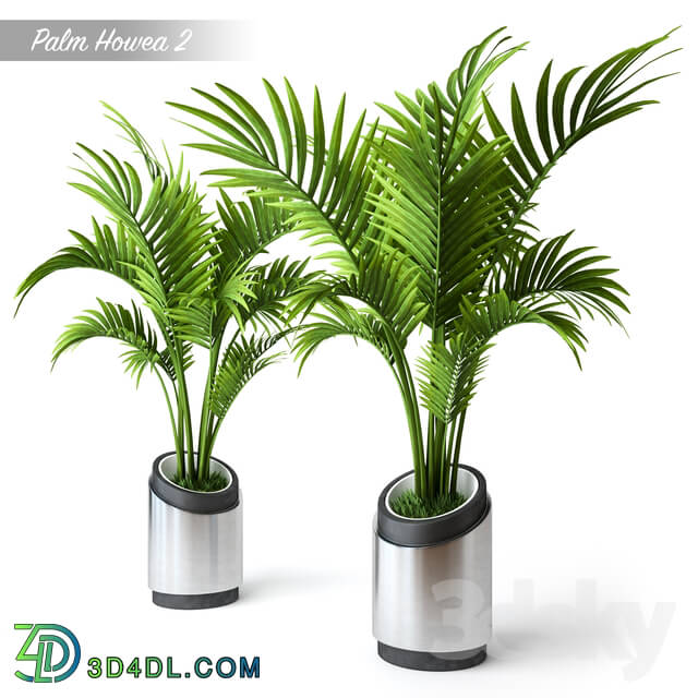 Plant - Palm Howea 2