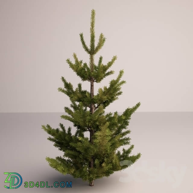 Plant - CHRISTMAS TREE