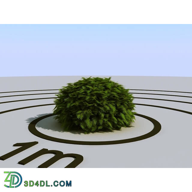 3dMentor HQPlants-02 (041) thuja globosa