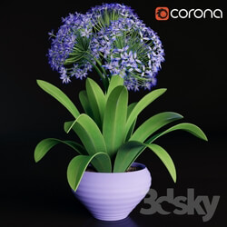 Plant - Scilla peruviana 