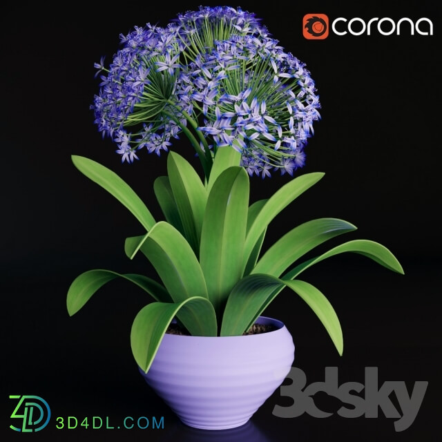 Plant - Scilla peruviana