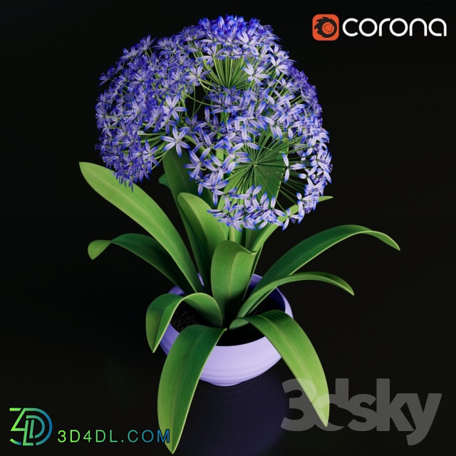 Plant - Scilla peruviana