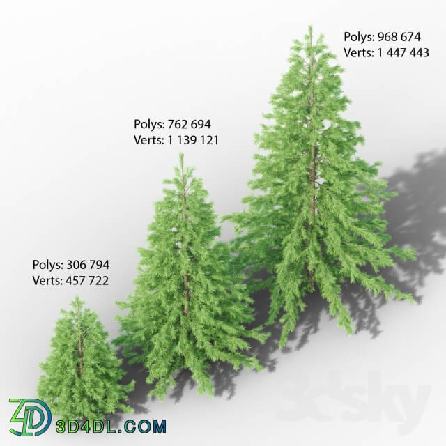 Plant - Young spruce