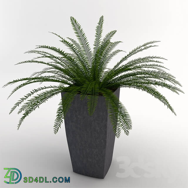 Plant - Fern