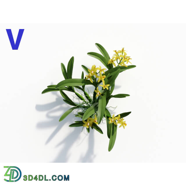 Maxtree-Plants Vol08 Orchid Cattleya Yellow 05