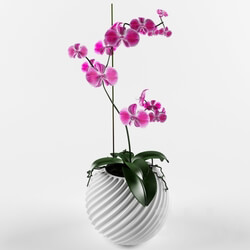 Plant - Orchid flower vampire 