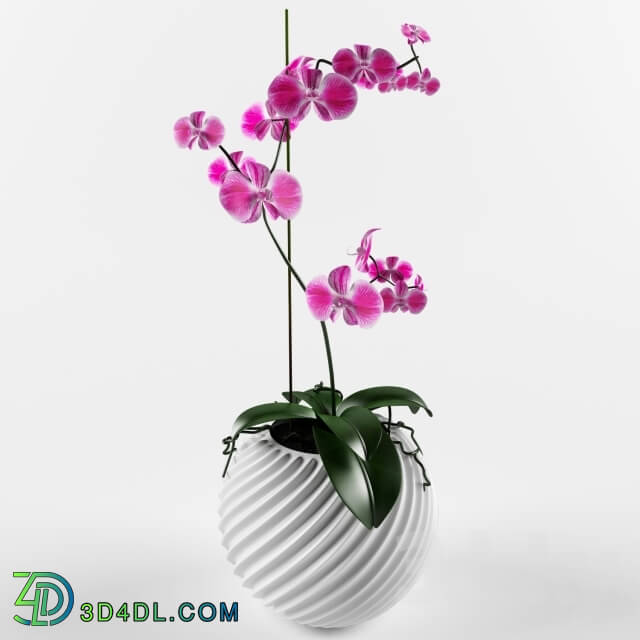 Plant - Orchid flower vampire