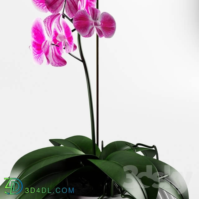 Plant - Orchid flower vampire