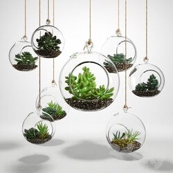 Plant - Sedum in a glass bowl 