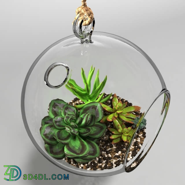 Plant - Sedum in a glass bowl