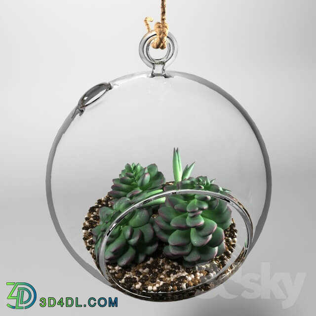 Plant - Sedum in a glass bowl