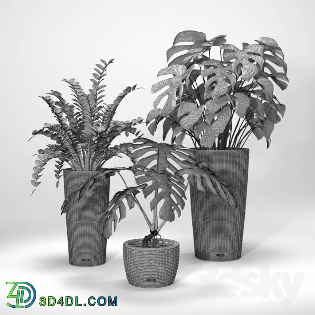 Plant - Group of tropical plants in wicker planters - Group of tropical plants in wicker pots