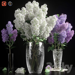 Plant - LILAC 3 in 1 _ LILAC 