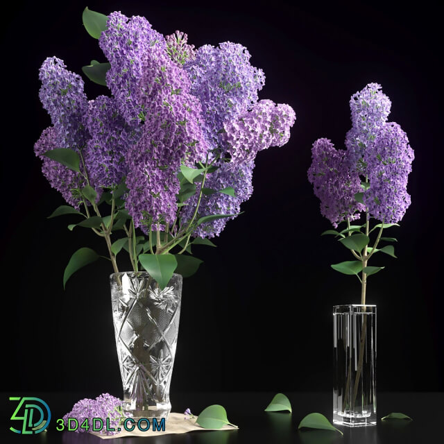 Plant - LILAC 3 in 1 _ LILAC